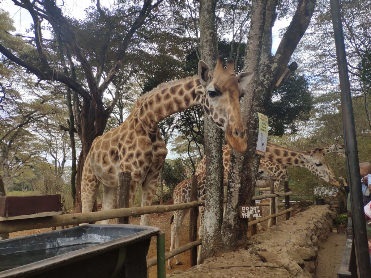 Karen Langata Tour Giraffe 2