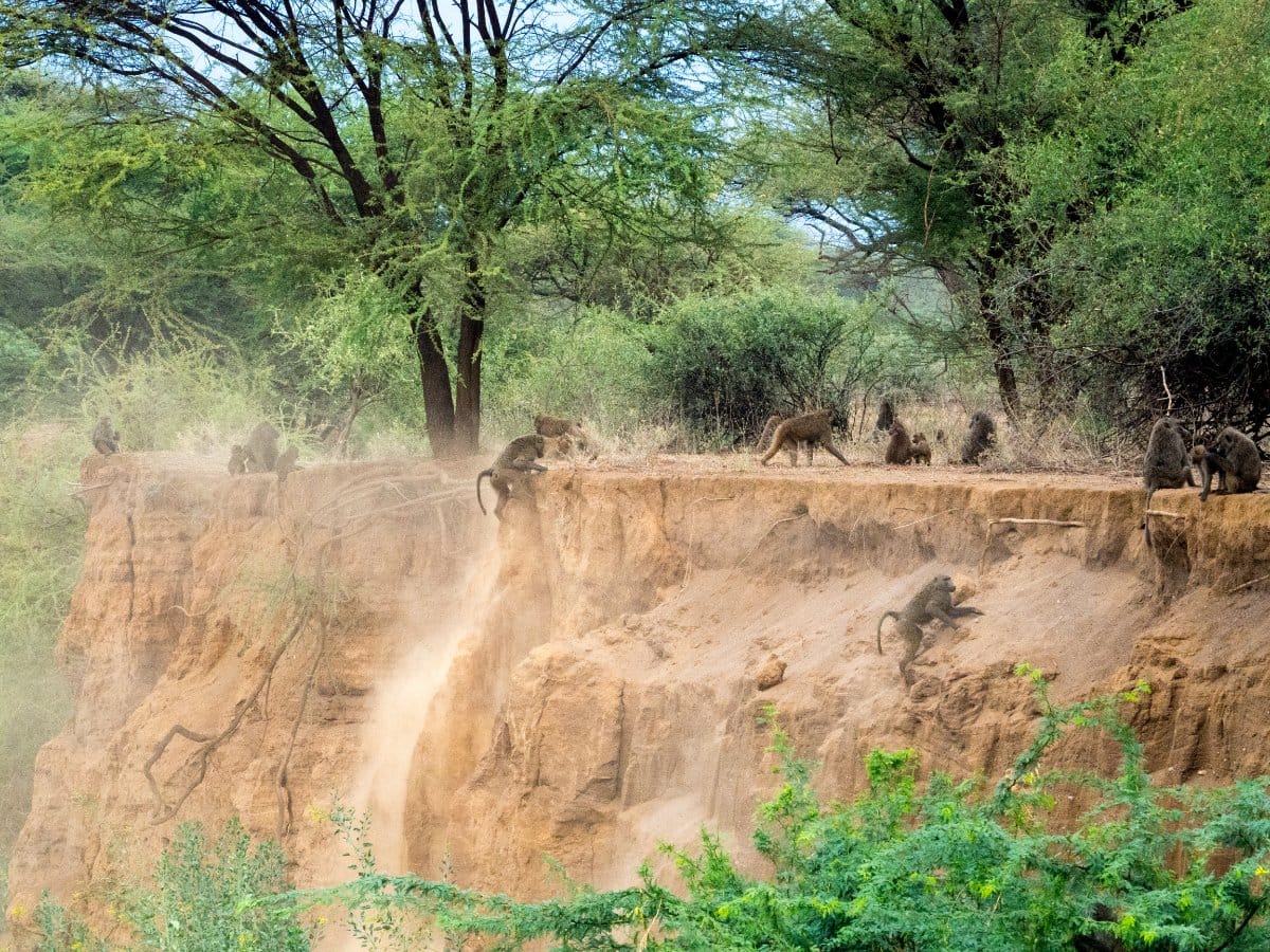 Lake Magadi Tour Baboon 1