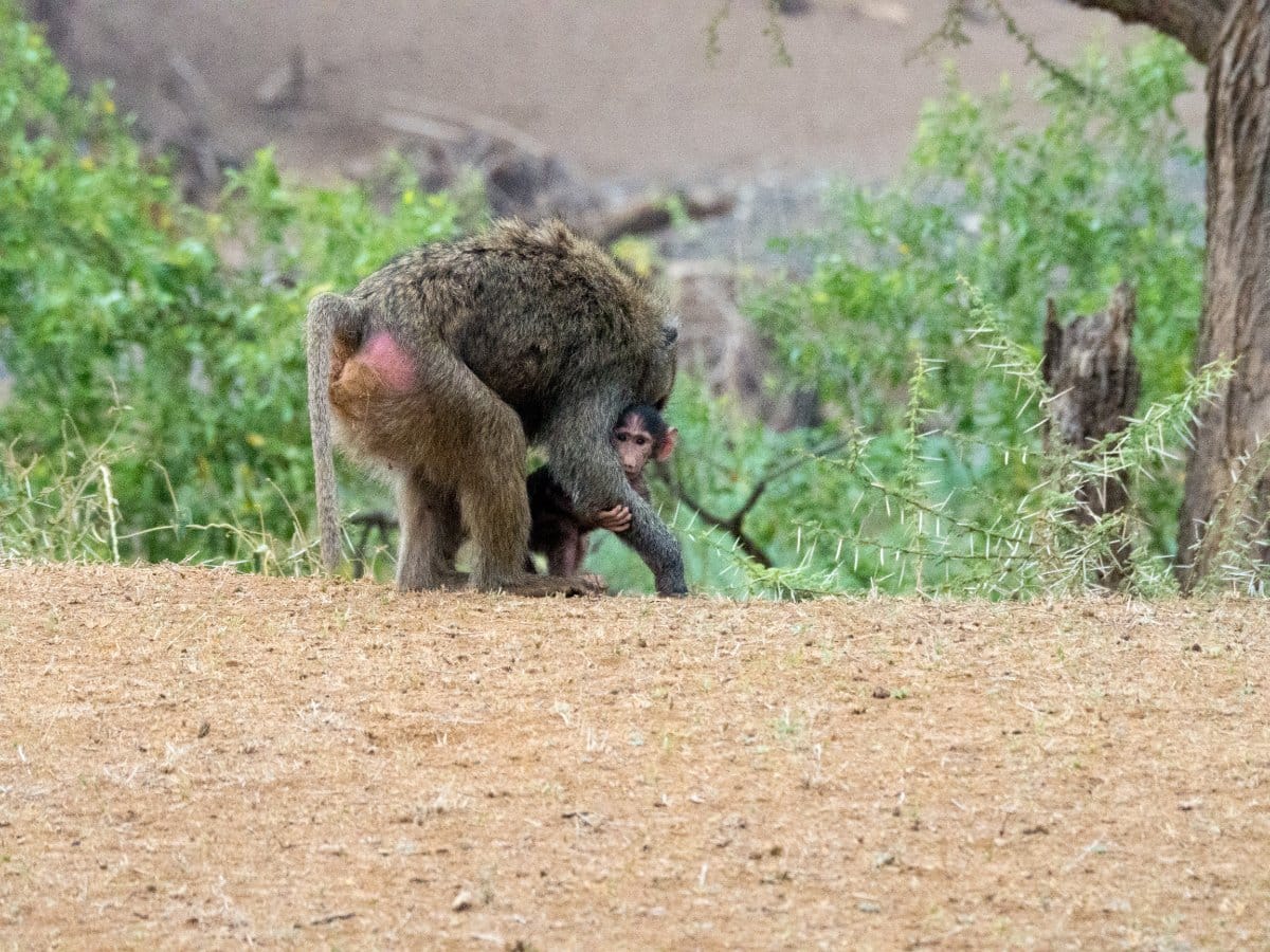 Lake Magadi Tour Baboon 3