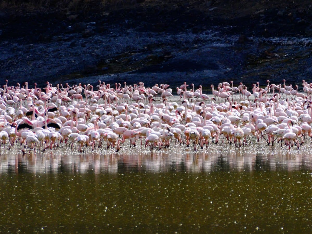 Lake Magadi Tour Flamingo 1