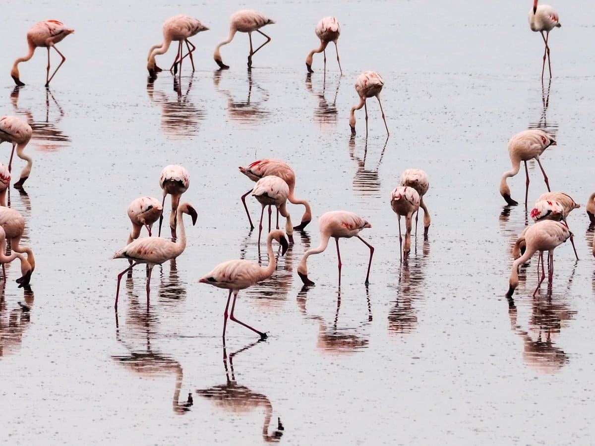 Lake Magadi Tour Flamingo 2